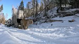Тигра-хулигана отпустили на свободу в Приморье