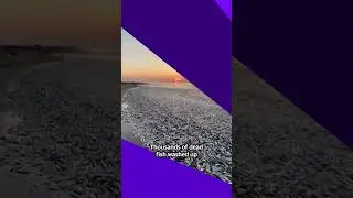 Weird News: Woman wakes up at wake, thousands of fish wash up in Texas, and UFOs in China 