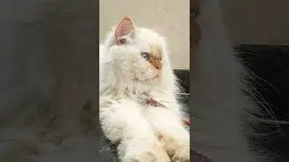 my cute Persian cat