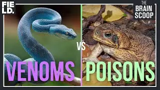 Venoms vs. Poisons