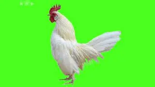 Green Screen Chicken Chroma Key Graphics For Projects (Free To Use) No Copyright