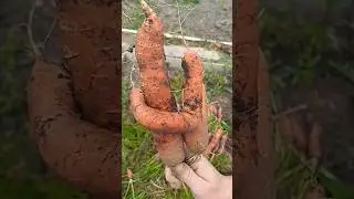 Дружная морковка 🥕