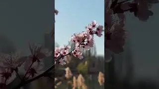Краснодар зацвел❤️ 