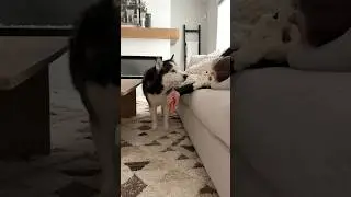 Dogs funny reaction to me falling asleep with a treat