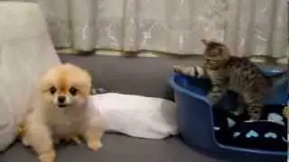 Шкодливый котенок и серьезный щенок