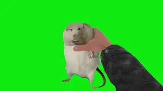 Holding Robert the Rat in First Person [GREEN SCREEN]