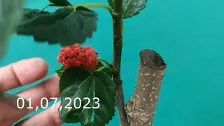 grafting a tree for planting on a straight branch