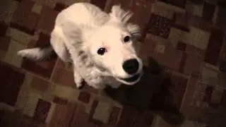 Боня) Собака поет под губную гармошку