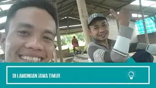Budidaya Maggot di Lamongan Jawa Timur   Cara dan Proses Pengembangannya