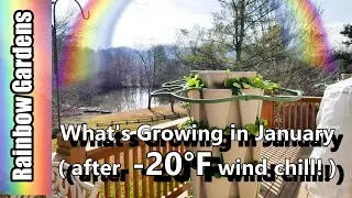What's Growing in January after -20°F Wind Chill? Citrus, Chickens, Sweet Potato Slips, Spinach ...