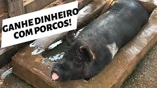COMO CRIAR PORCOS BEM SIMPLES E FÁCIL! GANHE DINHEIRO COM PORCOS! VEJA QUANTO EU GANHO