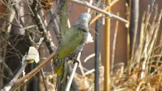 Седой зелёный дятел (Picus canus). Приморье. Февраль 2020.