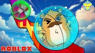 Packrat HACKED Robo's Account to play ROBLOX Hamster Ball Obby!