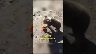 🐻Подобрали Медвежонка😍