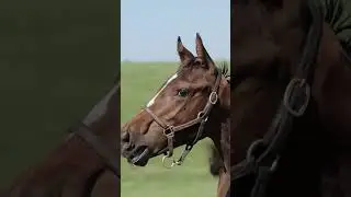 These *hooves* were made for racing! #horseracing #kentuckyderby #thoroughbred #horse #jockey #ottb