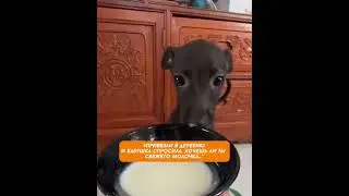 Как наш щенок научился пить молоко - комедия на лапках! #забавныесобаки #псы #собаки #пес