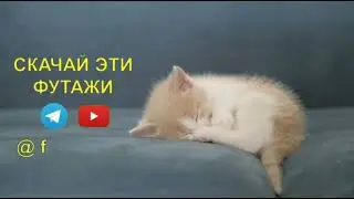 Спящий котенок 1 фон для видеомонтажа Котики обормотики