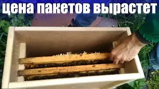 Основные причины роста цены на пчелиные пакеты  и кто на этом заработает
