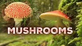 Mushroom Magic: Exploring the Fungi Kingdom