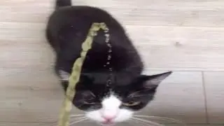 Top 5 Cat
