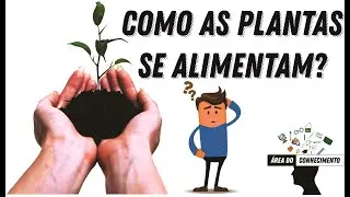 As Relações Alimentares dos Seres Vivos: Como as Plantas se Alimentam
