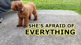 The Truth About Owning a Dog With Anxiety