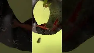 Cherry Shrimp Munching #shorts #cherryshrimp