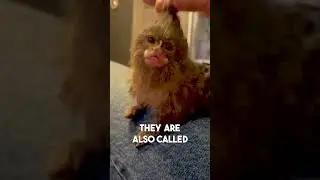 World's Smallest Monkey?!