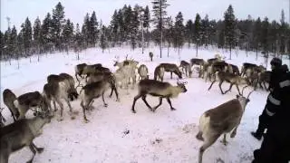 Reindeer with Petri Mattus