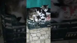🥰 Кто-то зашёл в гости ...♥️ 