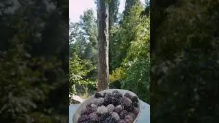 Valdrada | 20 | Akçatekir