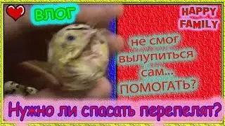 Помогаем вылупиться перепелятам, которые застряли Что делать Как помочь РАЗБИВАЕМ перепелиные ЯЙЦА
