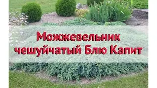 Можжевельник чешуйчатый Блю Капит 🌿 Обзор: посадка и уход. крупномеры: описание и особенности