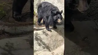 Михалыч 🐻