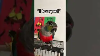 I think Charlie loves me 😂 Crimson Bellied Conure