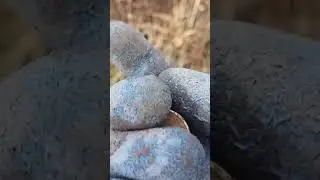 редкие 5 копеек СССР 