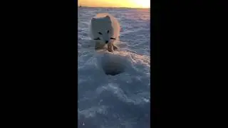 Baby Arctic Fox Steals Man's Fish