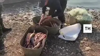 Инспекторы рыбоохраны поймали браконьеров, которые наловили в Каме рыбы на 375 тысяч