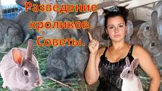 Разведение кроликов.  Советы.   Бизнес в Кризис.  Reneya FEV