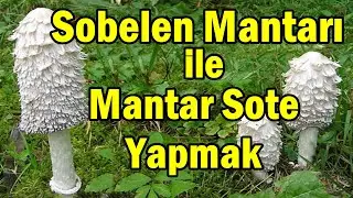 Sobelen Mantarı ile Mantar Sote Yapmak