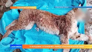 В Мордовии установлен убийца краснокнижной рыси