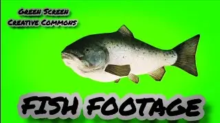 FISH ON THE GREEN SCREEN. CHROMAKEY ANIMATION OF FISH.