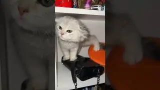 Когда зашел не в ту дверь. 