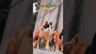 Мы Идём к Вам здравствуйте🐱 