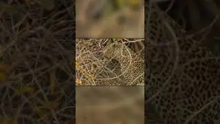 Леопард Спасает Детеныша От Нападения Гиены