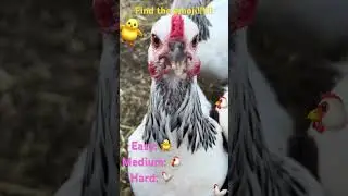 FIND THE EMOJI!!!!#chicken #findtheemoji#shorts