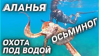 Подводная охота в Турции Алания | Рыбалка в Турции | Охота под водой | рыбалка в Алании Турция