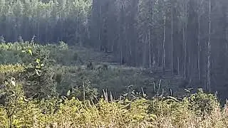 Лось