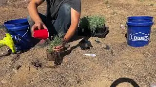 This is how I plant lavenders!
