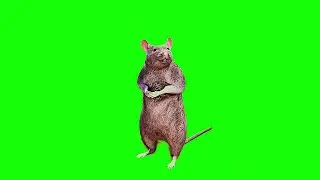 Rat Greenscreen Animation| 2022 | No Copyright